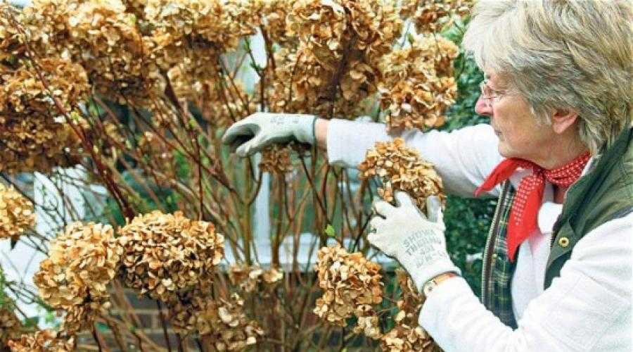 Почему не цветет гортензия, возможные причины Факторы обильной бутонизации садовых видов Советы по уходу от опытных агрономов