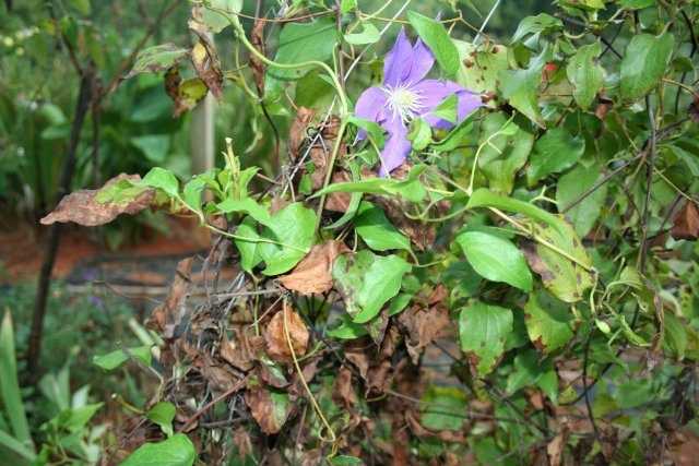 Клематисы: посадка и уход. цветущий сад – с весны до осени