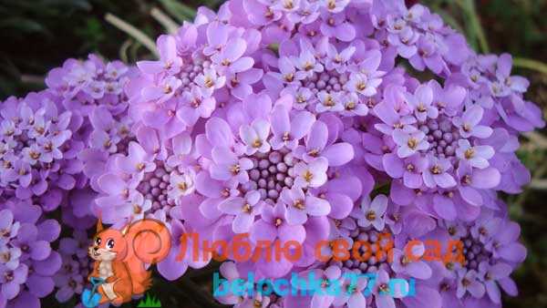 Посадка и уход за иберисом (21 фото): выращивание цветка из семян. когда сажать иберис однолетний в открытый грунт?