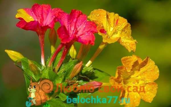 Цветы ночная красавица: описание, особенности выращивания и ухода, фото