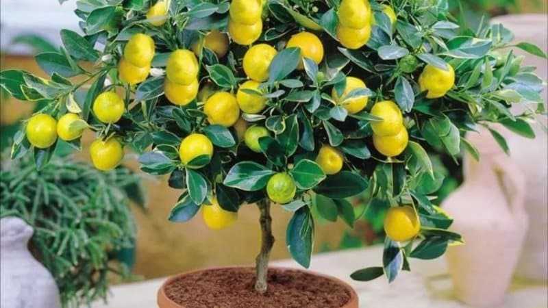 Как в домашних условиях вырастить лимон из косточки: посадка, уход, нюансы и ошибки