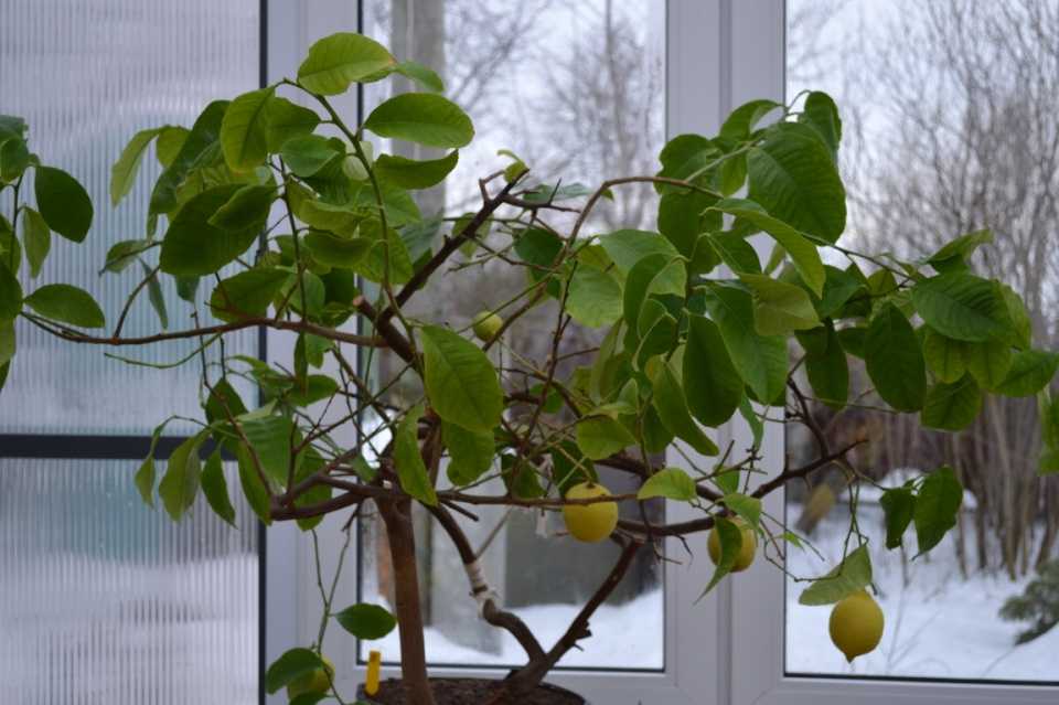Размножение и вырастить лимон черенками в домашних условиях
размножение и вырастить лимон черенками в домашних условиях