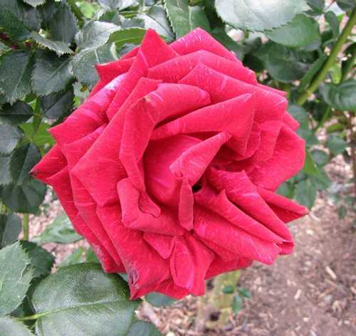 Роза джульетта (juliet) — пионовидная английская прима