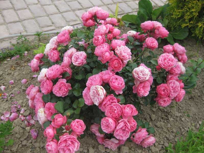 Сорт полиантовой розы-флорибунда леонардо да винчи: как посадить и ухаживать