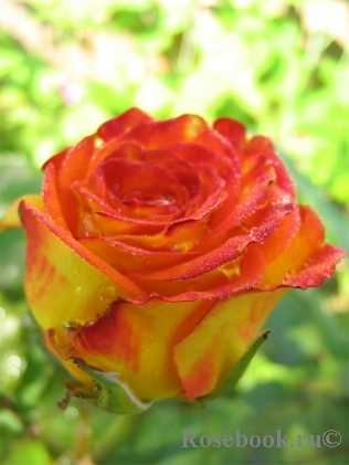 Розы флорибунда посадка и уход в открытом грунте для новичков