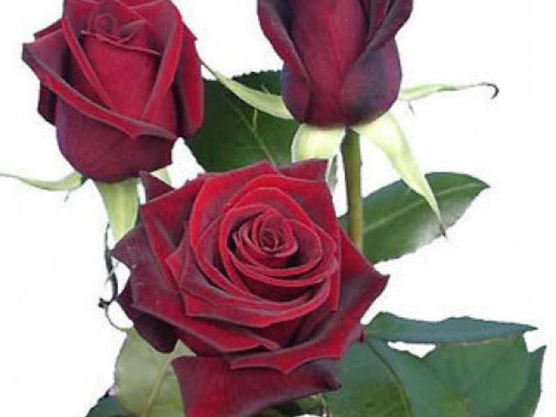 Черная магия роза: описание сорта и 4 этапа правильного ухода