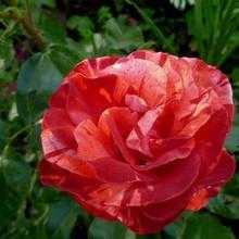 Роза: посадка и уход в открытом грунте, выращивание и сочетание в ландшафтном дизайне, фото, размножение сорта