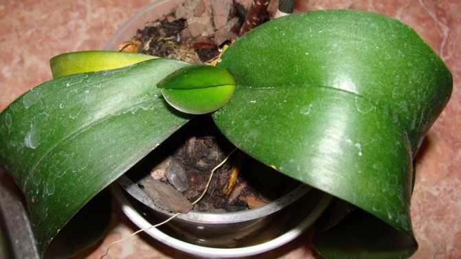 Способы размножения орхидей дома: как рассадить черенками, цветоносом, листом