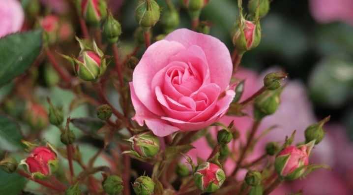 Выращивание миниатюрных роз в открытом грунте: посадка и уход за маленьким цветком