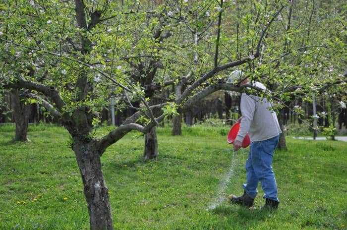 Подкормка плодовых деревьев и кустарников весной: чем и как удобрять