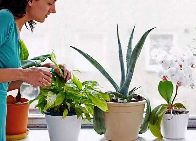 Как и когда пересаживать комнатные растения осенью?