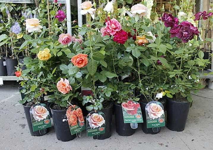 Выращивание роз из семян: пошаговая инструкция +отзывы