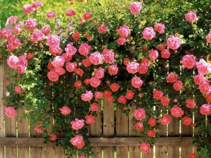 Характеристики розы сорта версилия: особенности чайно-гибридного растения, уход