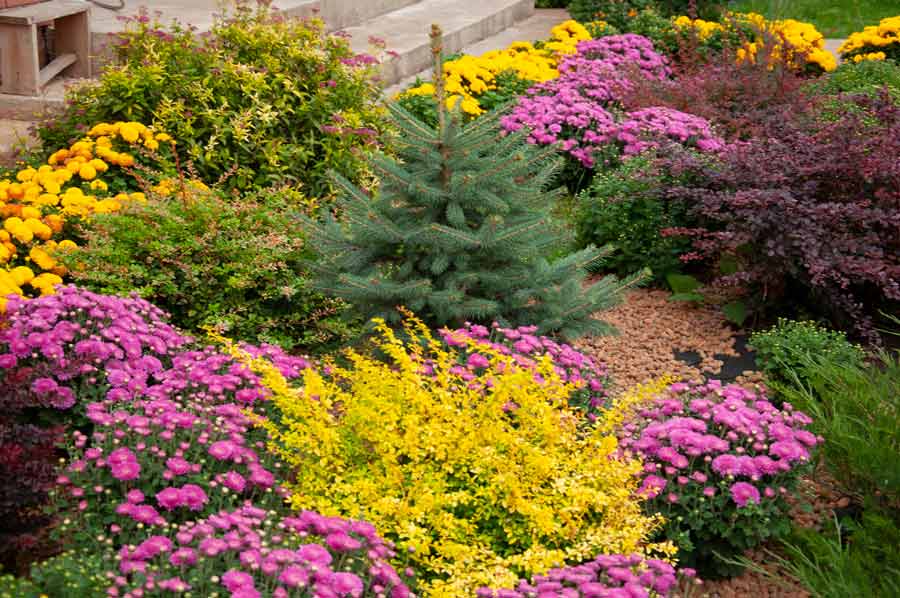 Однолетняя хризантема (39 фото): названия сортов садовых цветов, посадка хризантемы и уход за ней