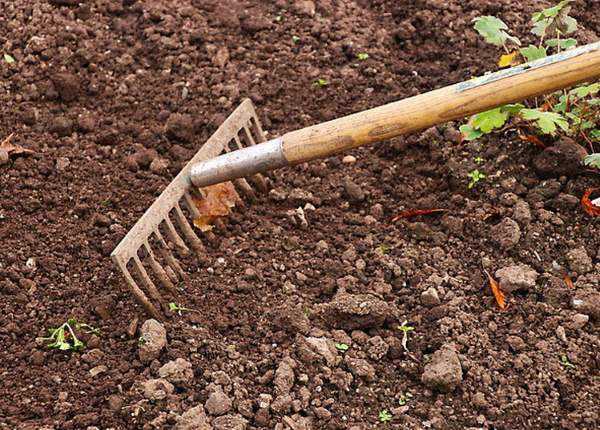 Как подкислить почву для гортензии: 2 совета и 6 способов