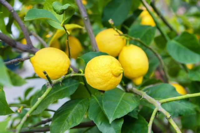 Лимон пандероза — уход в домашних условиях и описание сорта, как размножить комнатный лимон и прививка на пандерозу