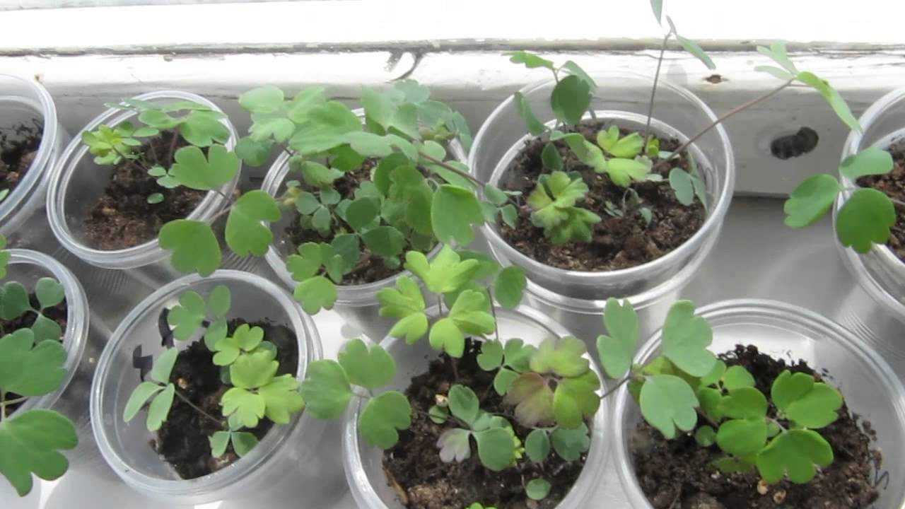 Настурция — выращивание из семян и когда сажать на рассаду для 2021 года