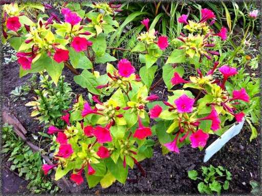 Цветок мирабилис: фото и советы по уходу и выращиванию
