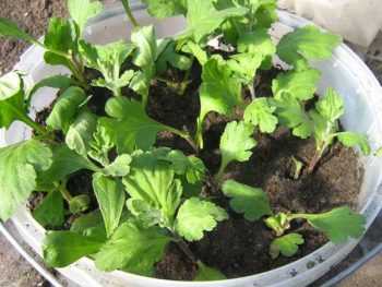 Как выращивать хризантемы из семян, правильная посадка и уход