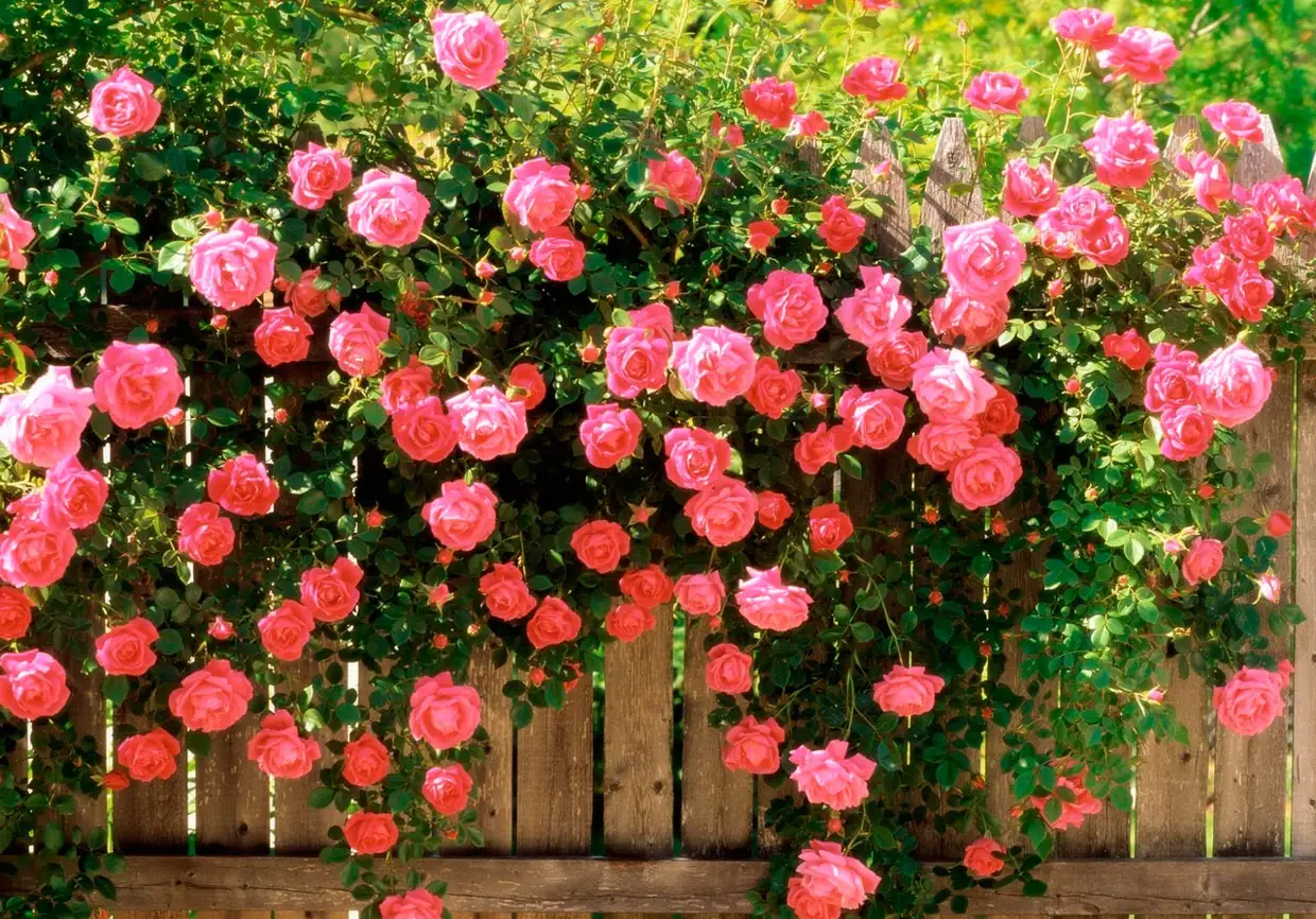 Описание розы джеймс галвей из коллекции остина: что это за сорт, как выращивать