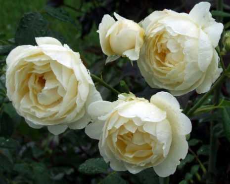 Claude brasseur – лавандовая чайно-гибридная роза от meilland