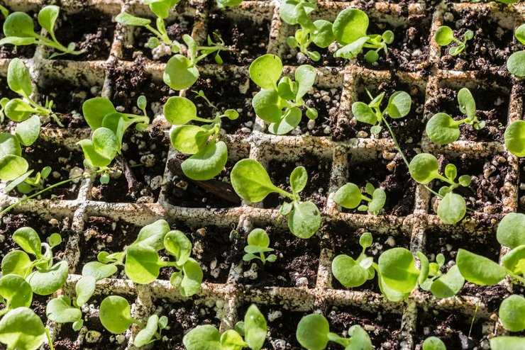 Выращивание рассады петунии в домашних условиях – когда сеять и как ухаживать