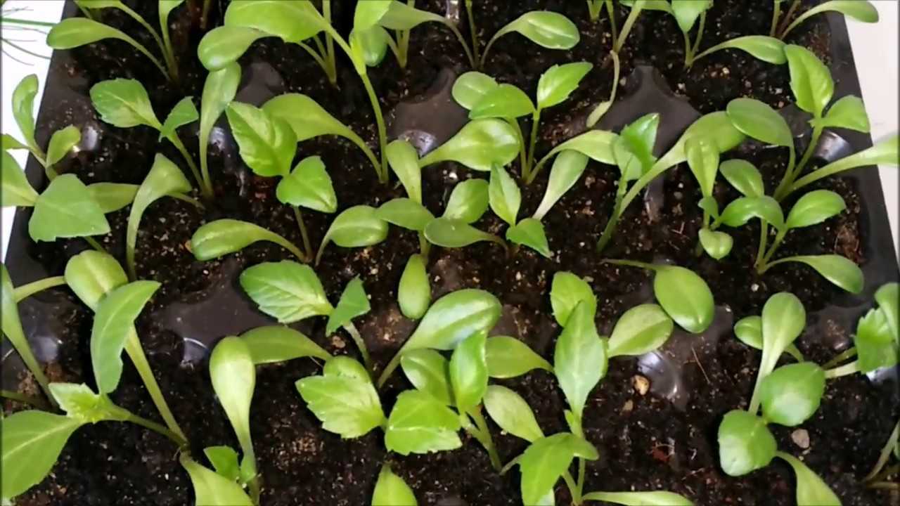 Однолетние георгины в дизайне сада. выращивание рассадой и семенами, уход за растениями