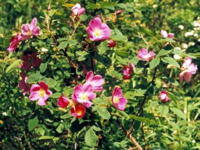 Морщинистая роза - всё о сортах, уход и выращивание