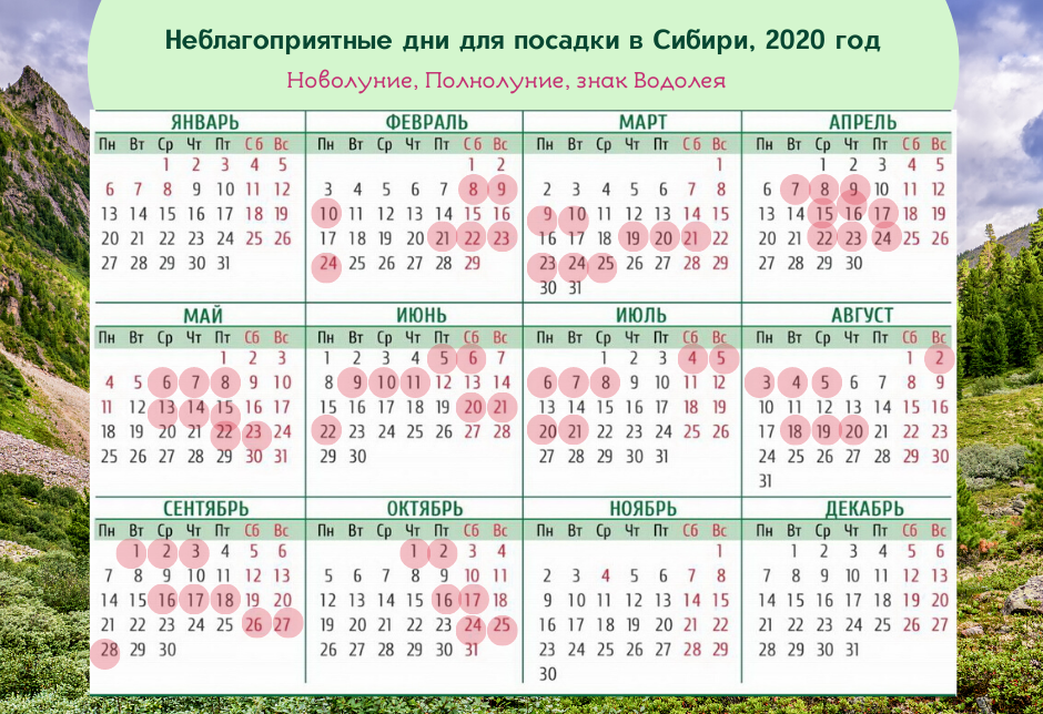 Посадка петунии на рассаду в 2020 году: сроки, когда сажать, календарь