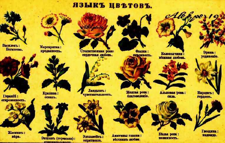 Сорта хризантем, разнообразие цветов и их фото