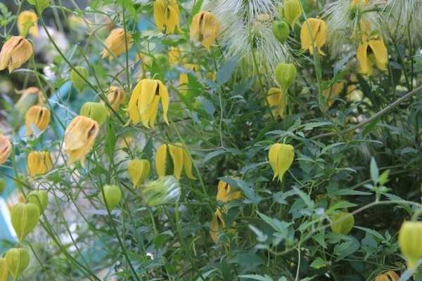 Клематис тангутский радар любви: правила выращивания культуры из семян