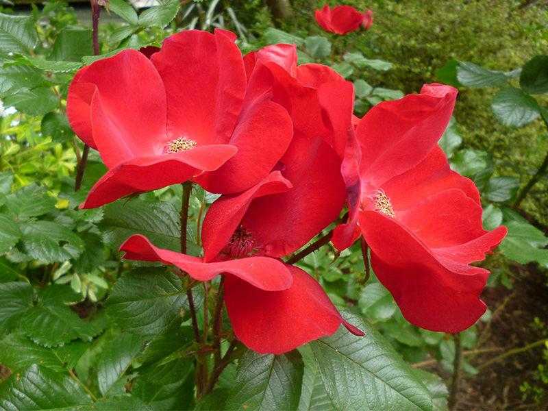 Роза талея: описание и фото сорта, история возникновения, цветение и использование в ландшафтном дизайне, уход и размножение, болезни и вредителидача эксперт