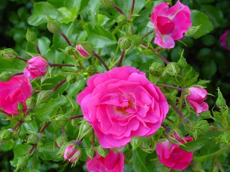 Шиповник — лекарственная роза: лечебные свойства | good-tips.pro