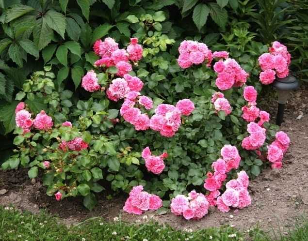 Почвопокровные розы в дизайне сада - фото лучших сортов, посадка, уход