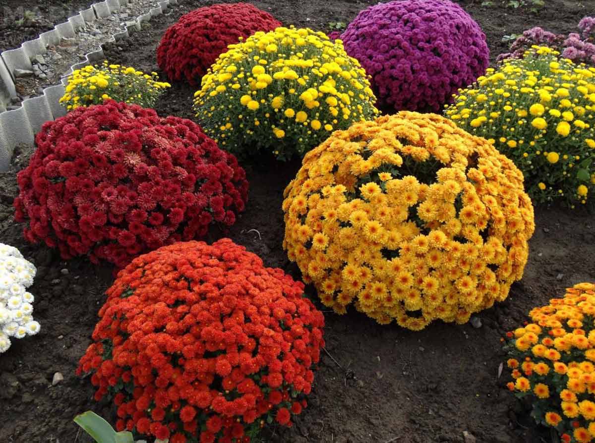 Зеленые хризантемы: особенности, популярные сорта и их описание Как использовать культуру в ландшафтном дизайне, сочетание с другими цветами в букетах