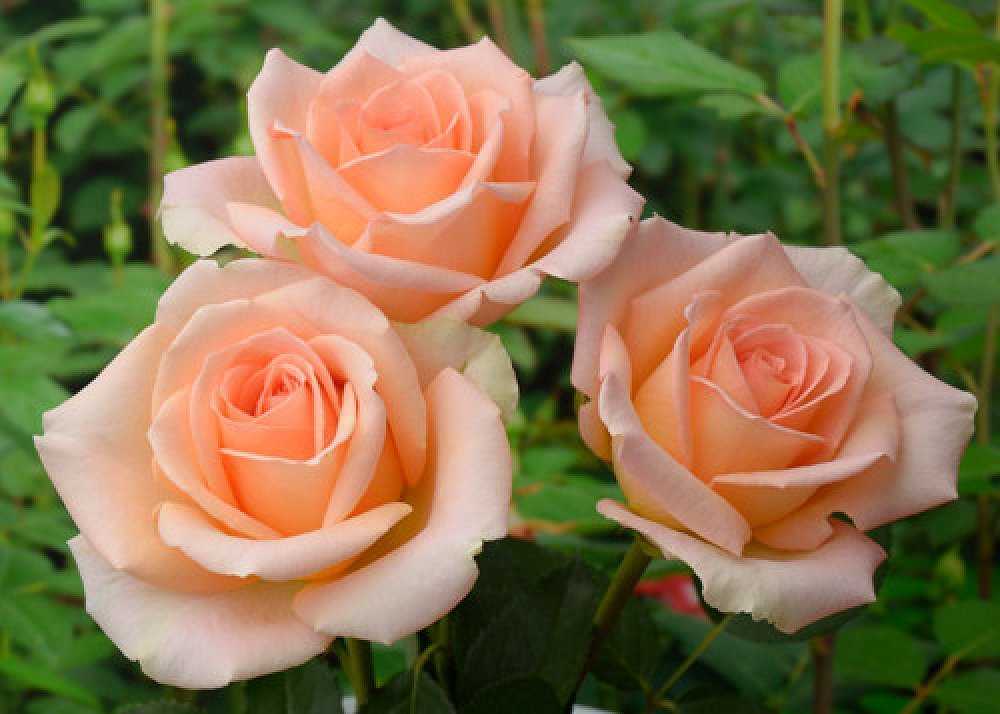 Розы спрей (44 фото): описание лучших сортов. особенности посадки и ухода. как размножать розы? как подготовить их к зиме?