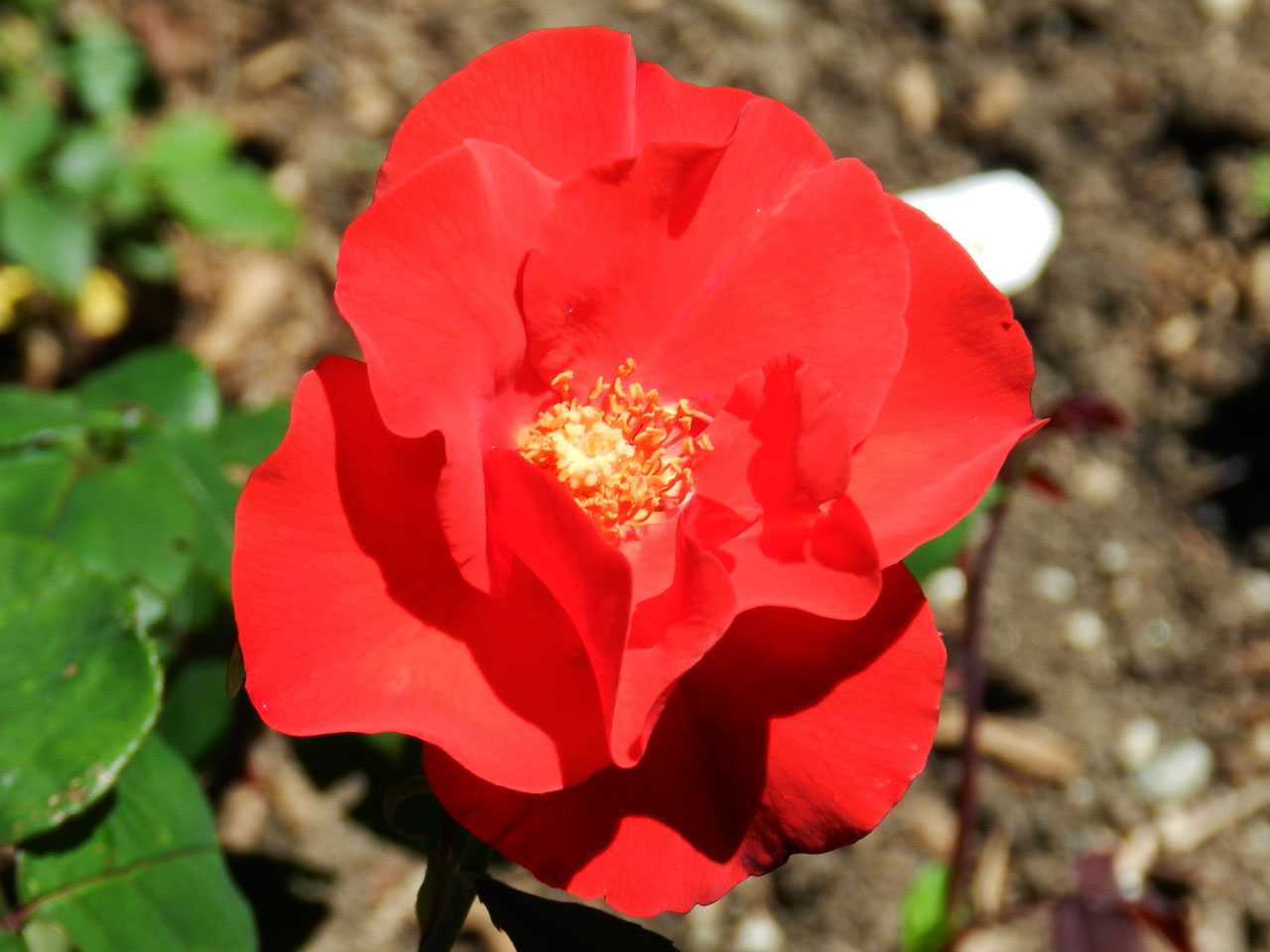 Изысканная и неприхотливая роза помпонелла: описание и выращивание