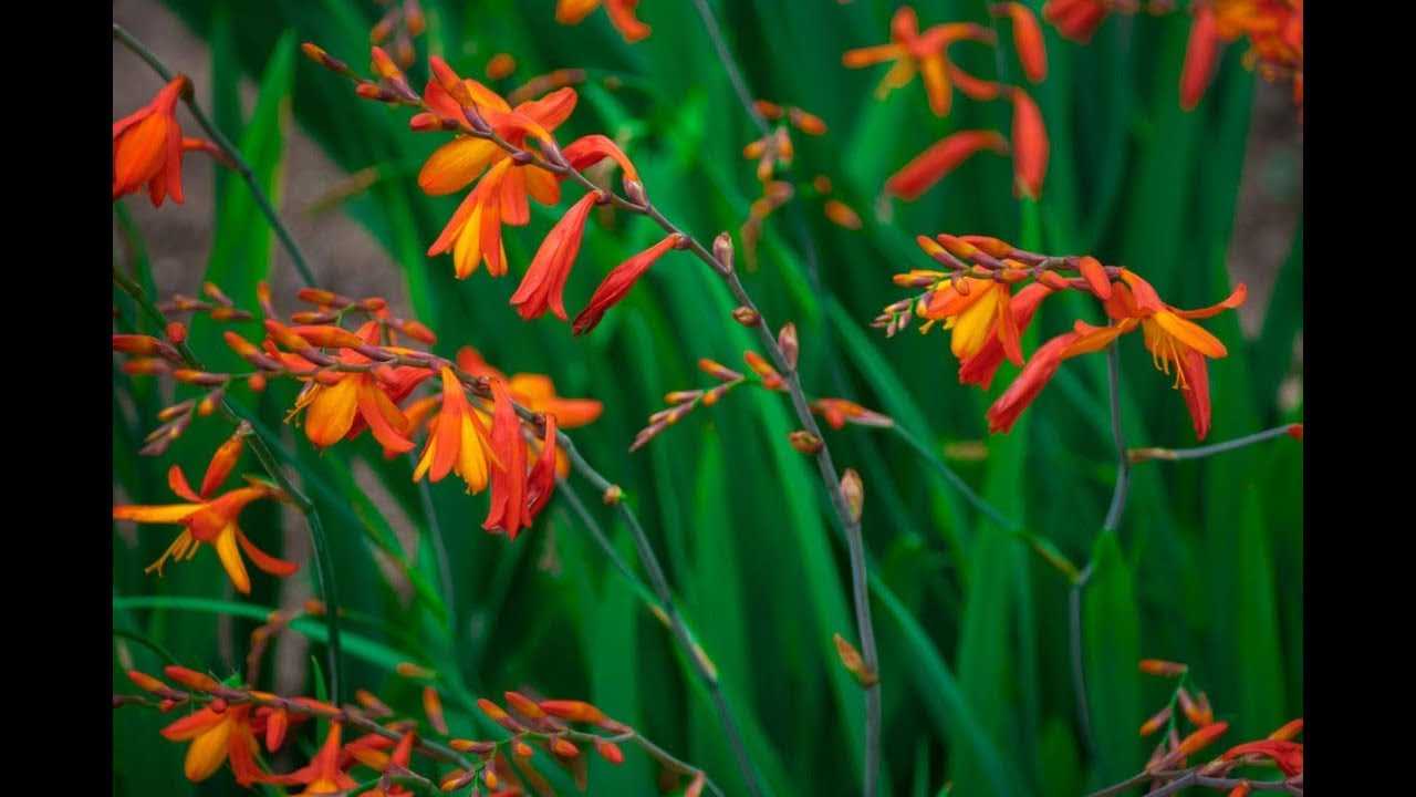 Люпин многолетний (64 фото): посадка и уход, выращивание цветов из семян, описание сортов, способы размножения