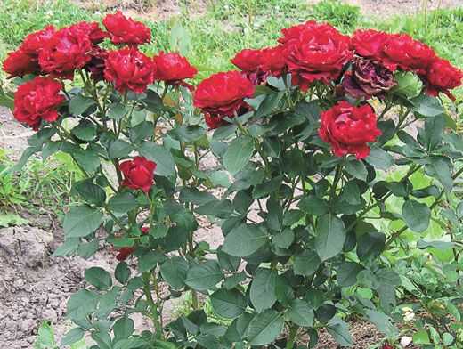 Зимостойкие розы: 20 лучших сортов «королевы» цветов с фото для выращивания в подмосковье, сибири, средней полосе