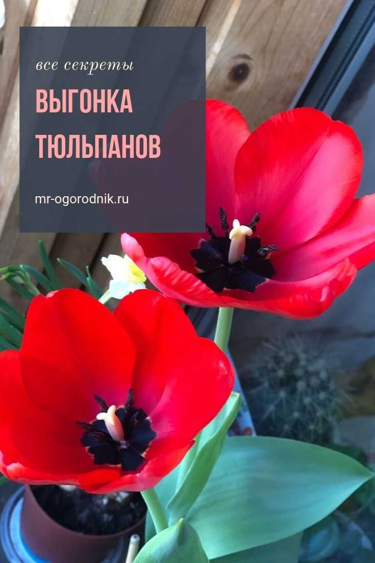 Тюльпаны в горшке (13 фото): как правильно посадить и вырастить цветы дома на подоконнике? можно ли сажать луковицы весной?