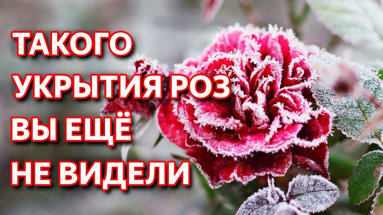 Укрытие розы на зиму: пошаговая инструкция