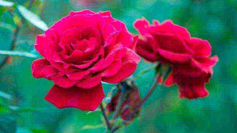 Розы сорта флорибунда