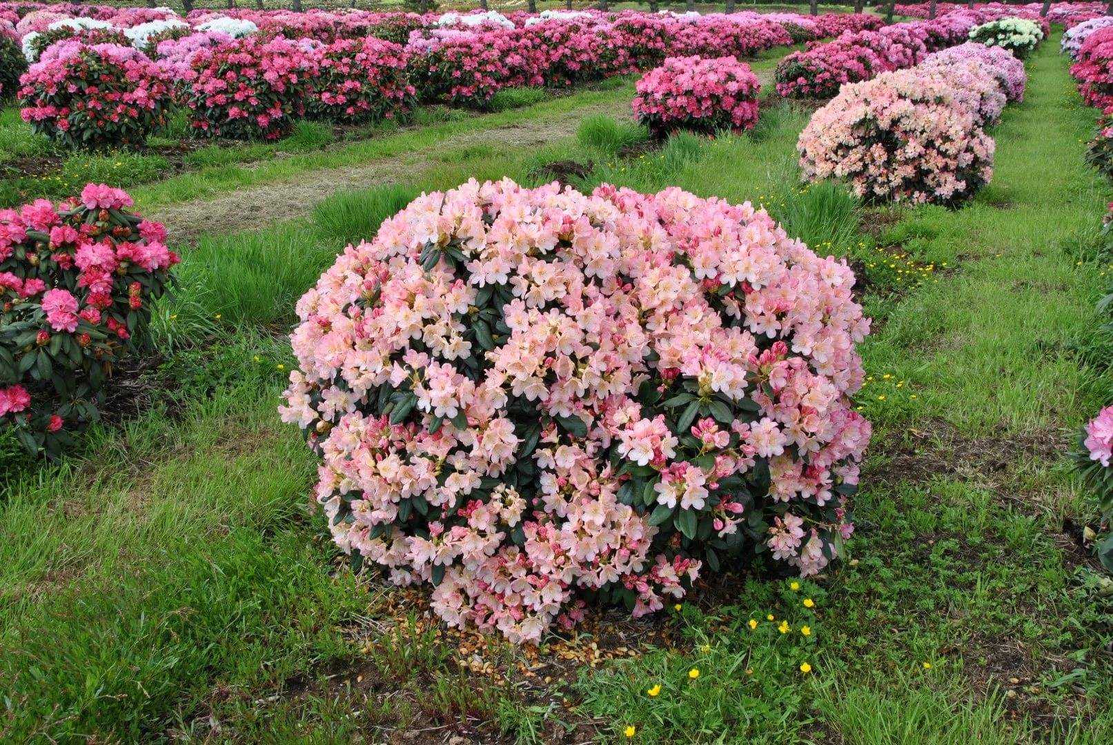 Рододендрон (63 фото): что это такое? посадка «розового дерева», уход за цветком в открытом грунте. описание садового рододендрона и других видов