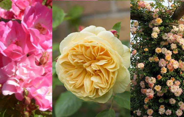 Полиантовые розы: описание и фото сортов, выращивание от посадки до ухода (с видео)