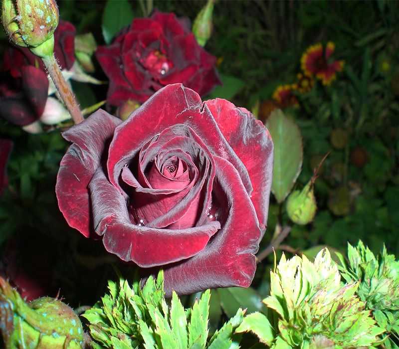 Плетистая роза «эден роуз»: описание, фото и отзывы