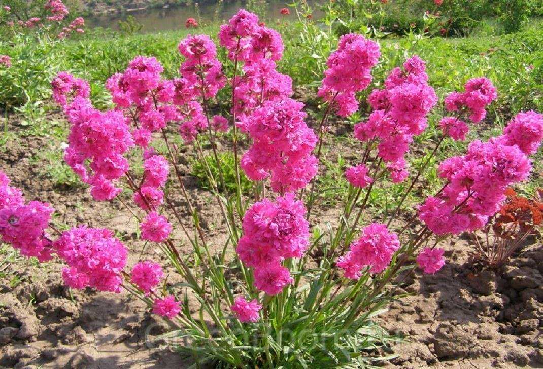 Цветок лихнис: фото и описание халцедонского, корончатого и других видов растения, особенности посадки и ухода