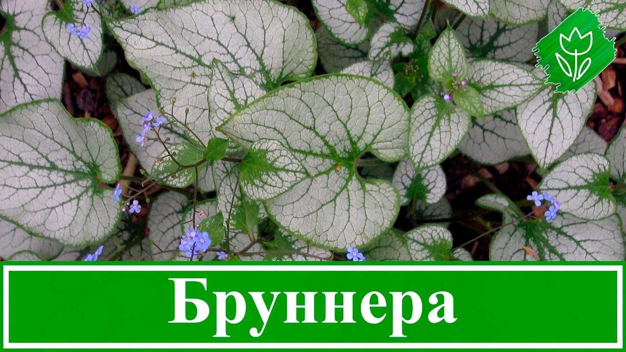 Дерен белый "сибирика вариегата": описание растения, посадка и уход | наш сад