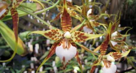 Виды комнатных орхидей Какого цвета бывают Орхидеи с мелкими цветами Разновидности орхидей Сорта Бордовая, фиолетовая, сиреневая, оранжевая и другие