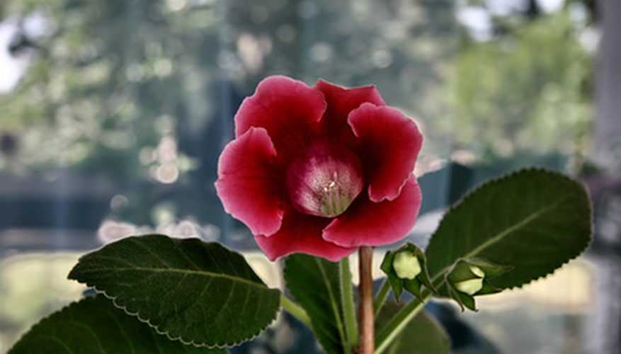 Описание и правила выращивания розы флорибунды сорта кимоно