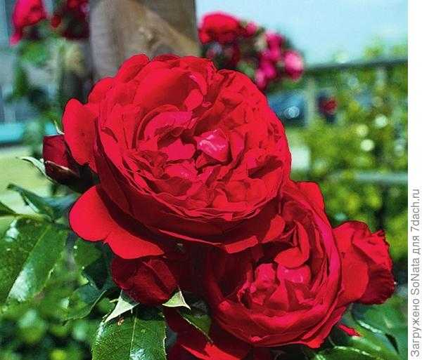 Плетистая культура хендель: что это за ирландский сорт роз, выращивание в саду